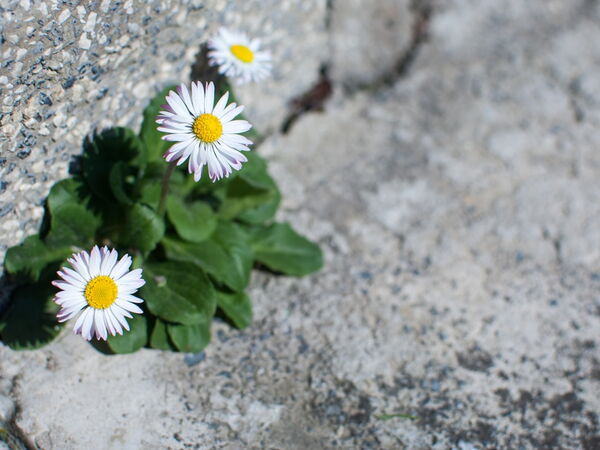 Gänseblümchen die an einer Steinwand wachsen